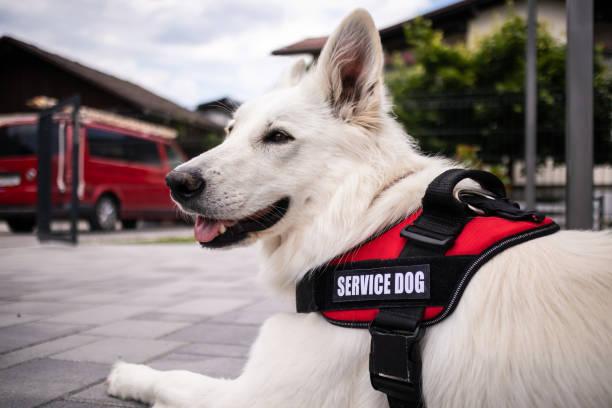 Things You Need to Know Before Getting a Service Dog